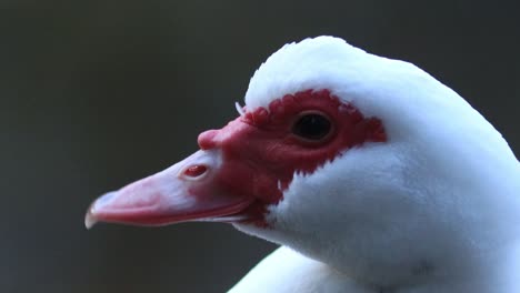 super closeup of a white feather plumage head with vibrant red beak and cheeks around the eyes of a muscovy duck looking around