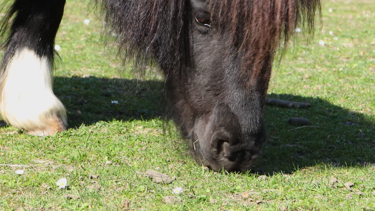 Close Up Of A Brown Horse With A Long Mane Feeding On Grass At Battersea Zoo In London.