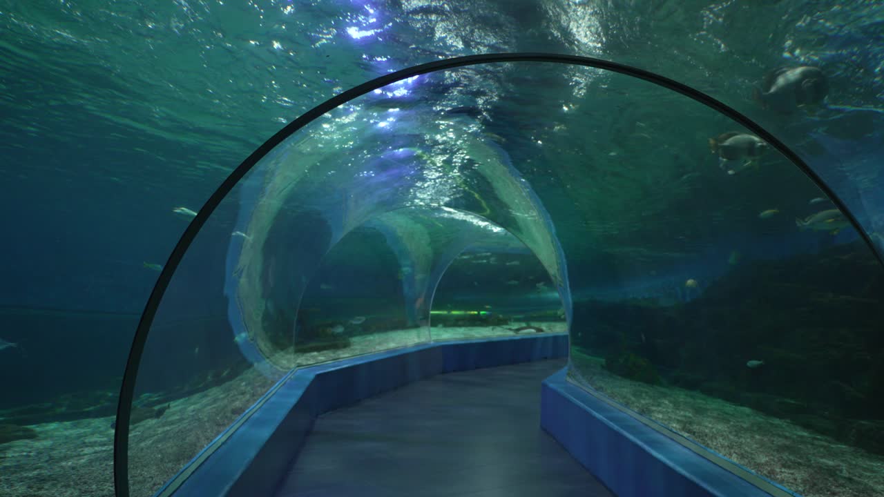Amazing Underwater Tunnel Aquarium Experience