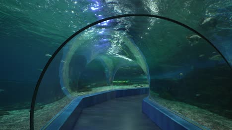amazing underwater tunnel aquarium experience