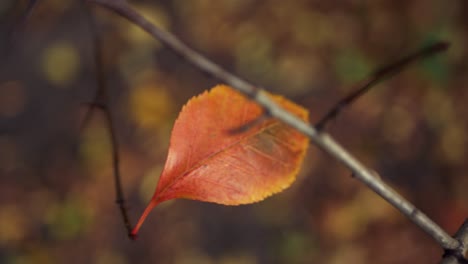 Herbst,-Einzelnes-Blatt-Allein-Auf-Kahlem-Zweig,-Nahaufnahme