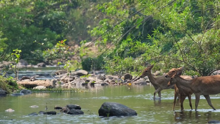 cerf d'eld, panolia eldii, images 4k de cerfs croisés de droite à gauche du ruisseau au sanctuaire de la faune de huai kha kaeng, thaïlande