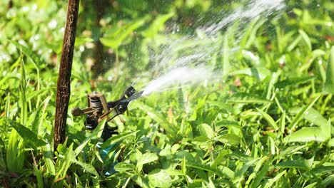Sprinkler system hydrating lush vegetation consistently