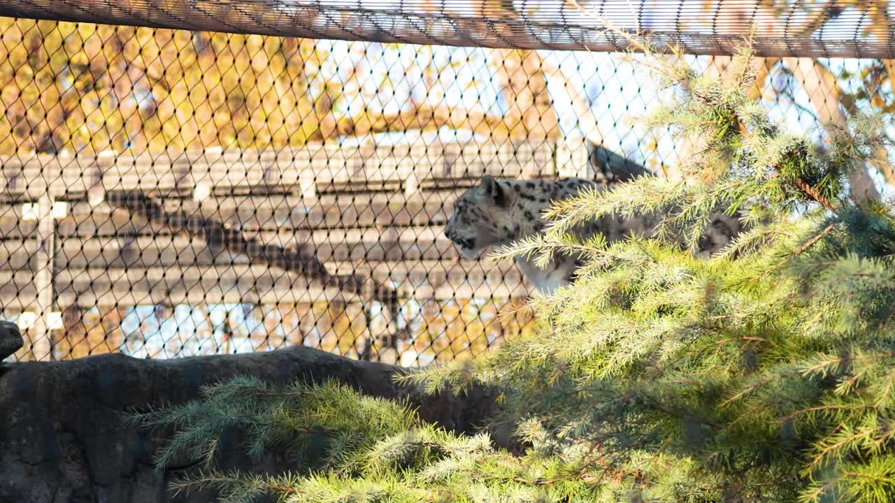 동물원 안에서 고 있는 눈표범