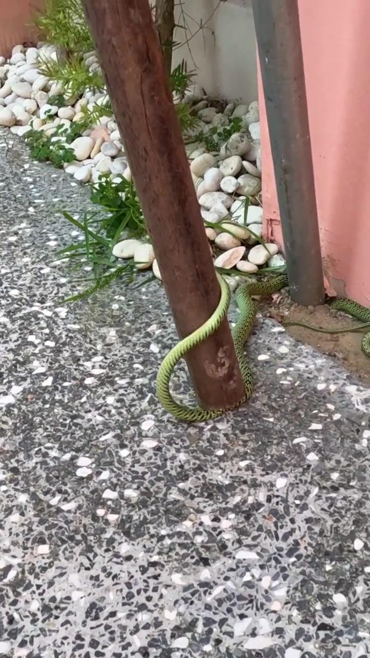 Un serpente si muove attraverso un sentiero di ghiaia accanto a un muro