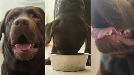 el labrador de chocolate comiendo