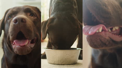 chocolate labrador eating