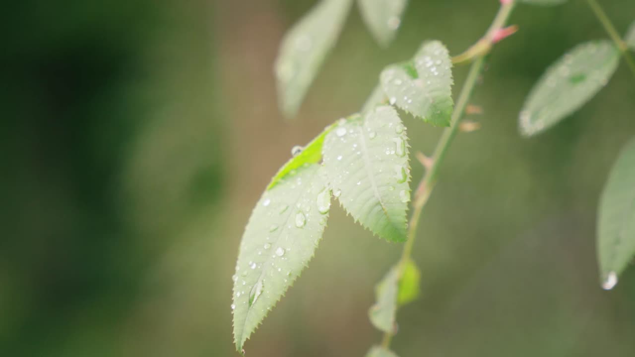 은 초록색 잎의 클로즈업