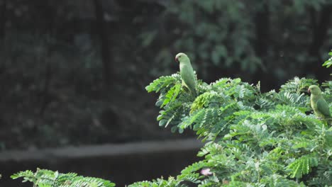 parrots-sitting-on-tree-closeup-view