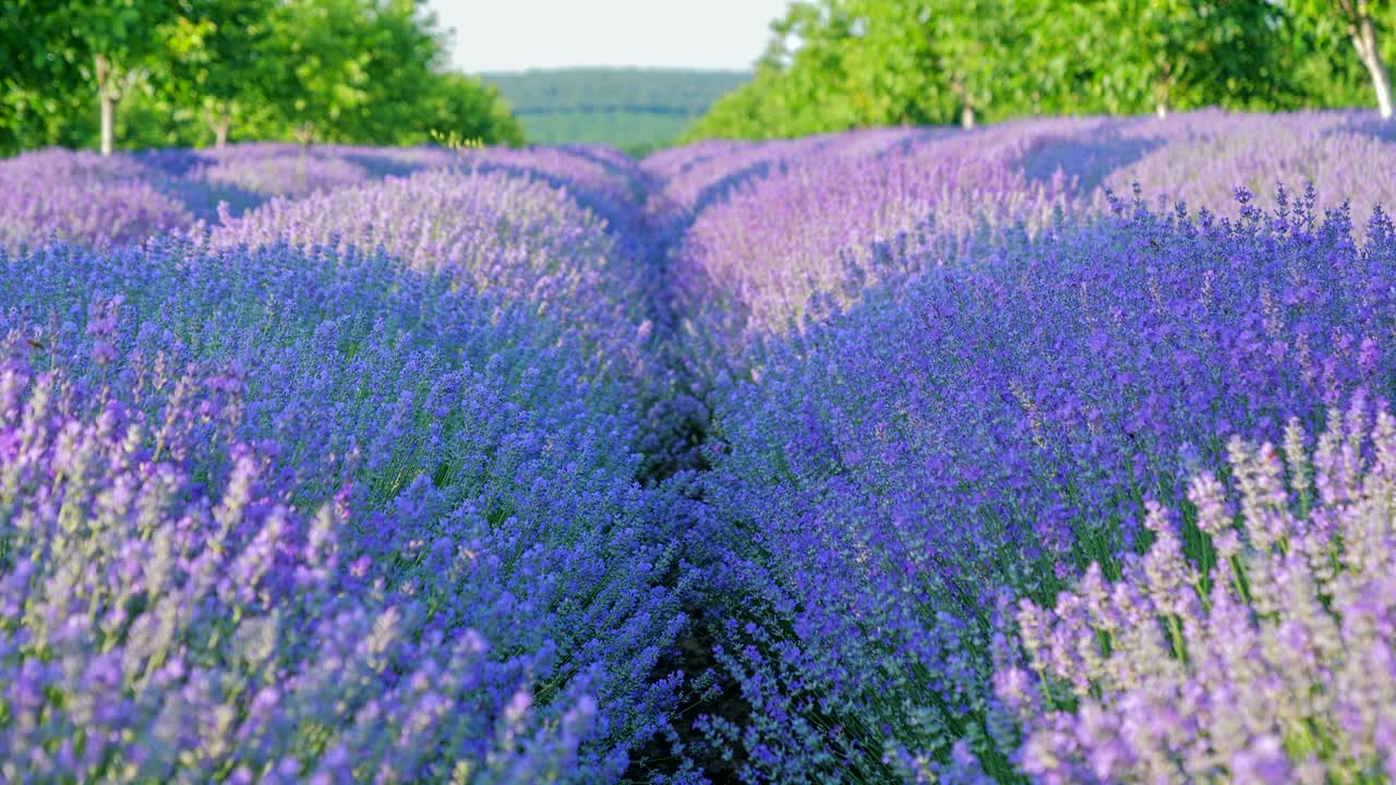 perspectiva personal de la vista de caminar en un campo con plantas de lavanda al amanecer.