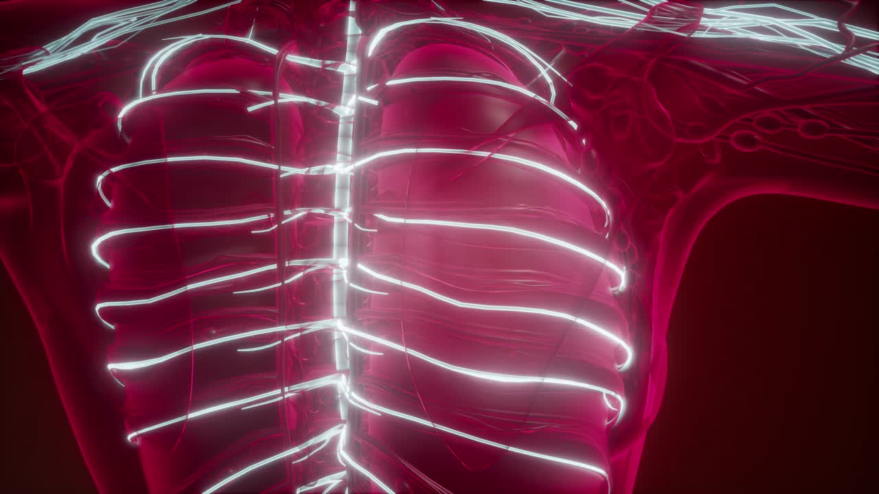 인간 뇌의 해부학