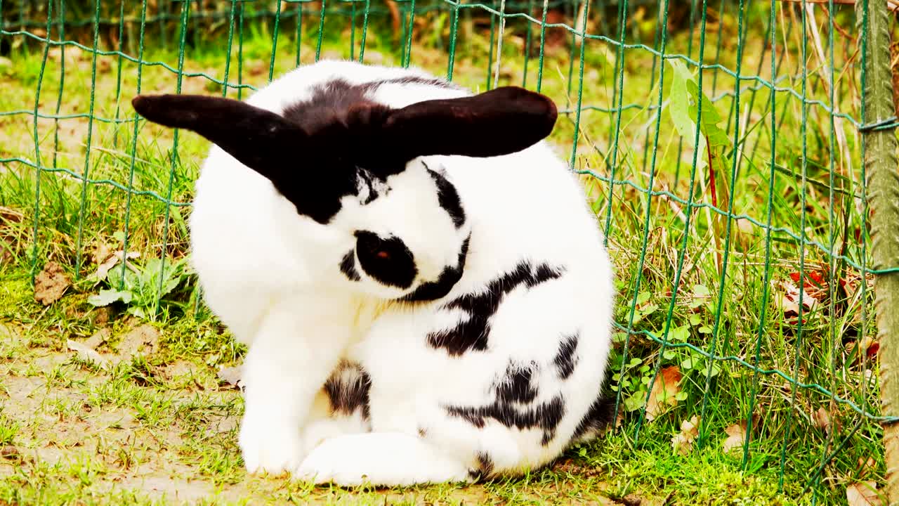 черно-белый кролик чистит свою шерсть.