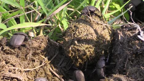 african dung beetle rolls dung ball with female on it, leaving behind a pile of dung with more dung beetles, green grass in background