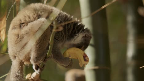 lemur maki finishing a yellow banana while balancing on a bamboo branch on a sunny day