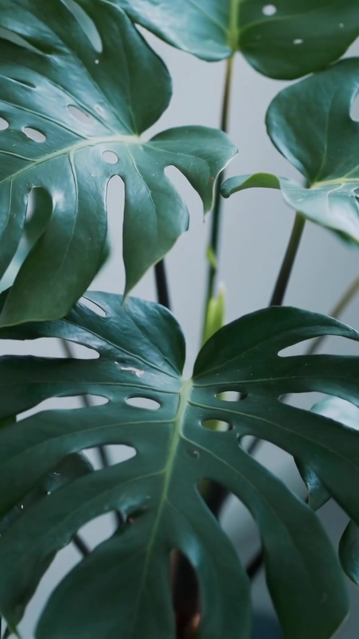 Video verticale: Telecamera in movimento che si concentra su una Monstera in vaso in una stanza, rivelando un germoglio e steli