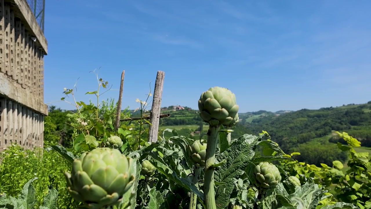 Lähikuva luomuartisokista maaseudun italialaisessa puutarhassa kirkkaassa auringonpaisteessa ja sinisen taivaan alla.
