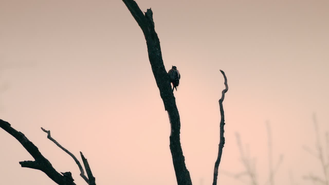 Bioscoopachtige silhouet van een vogel en boom bij zonsondergang, gloeiend met ingetogen dramatiek