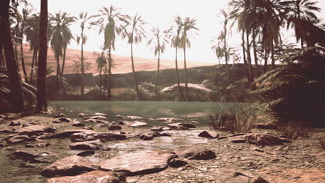 Desert-oasis-pond-with-palm-trees-and-plants