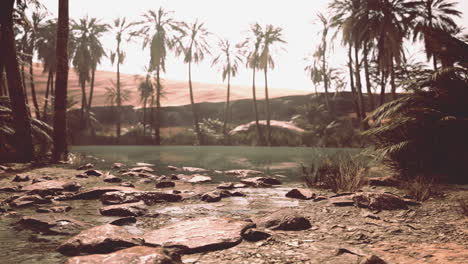 estanque de oasis del desierto con palmeras y plantas