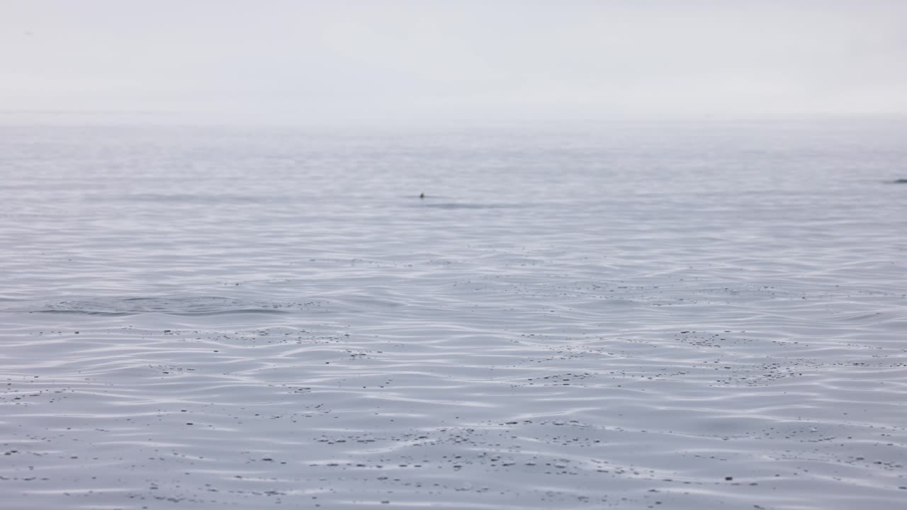Multiple salmon jumping in a calm ocean on foggy day