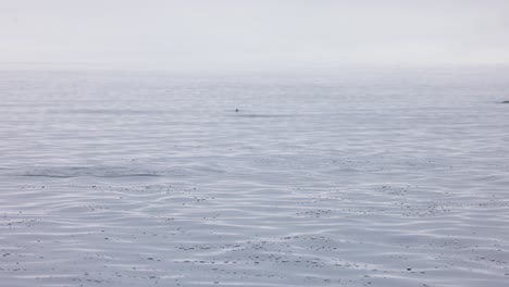 multiple salmon jumping in a calm ocean on foggy day