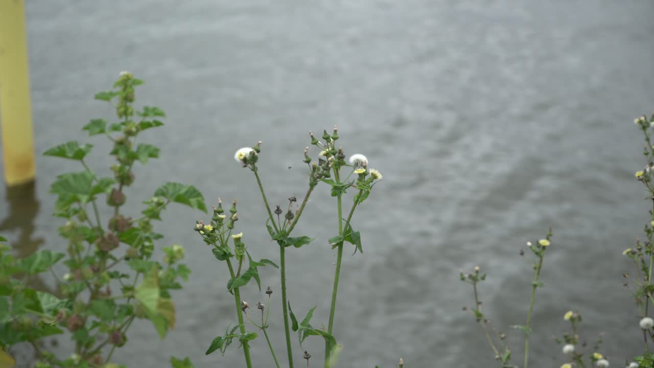 바람 부는 날에 호수 앞 꽃에 중간 샷 나비