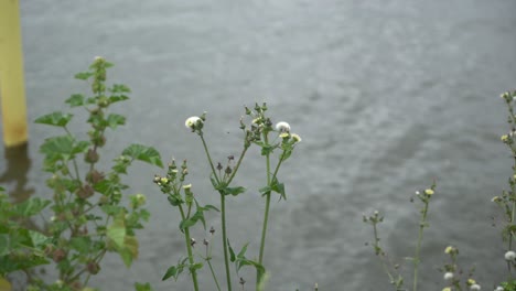 Mid-shot-butterfly-on-flower-in-front-of-lake-on-windy-day