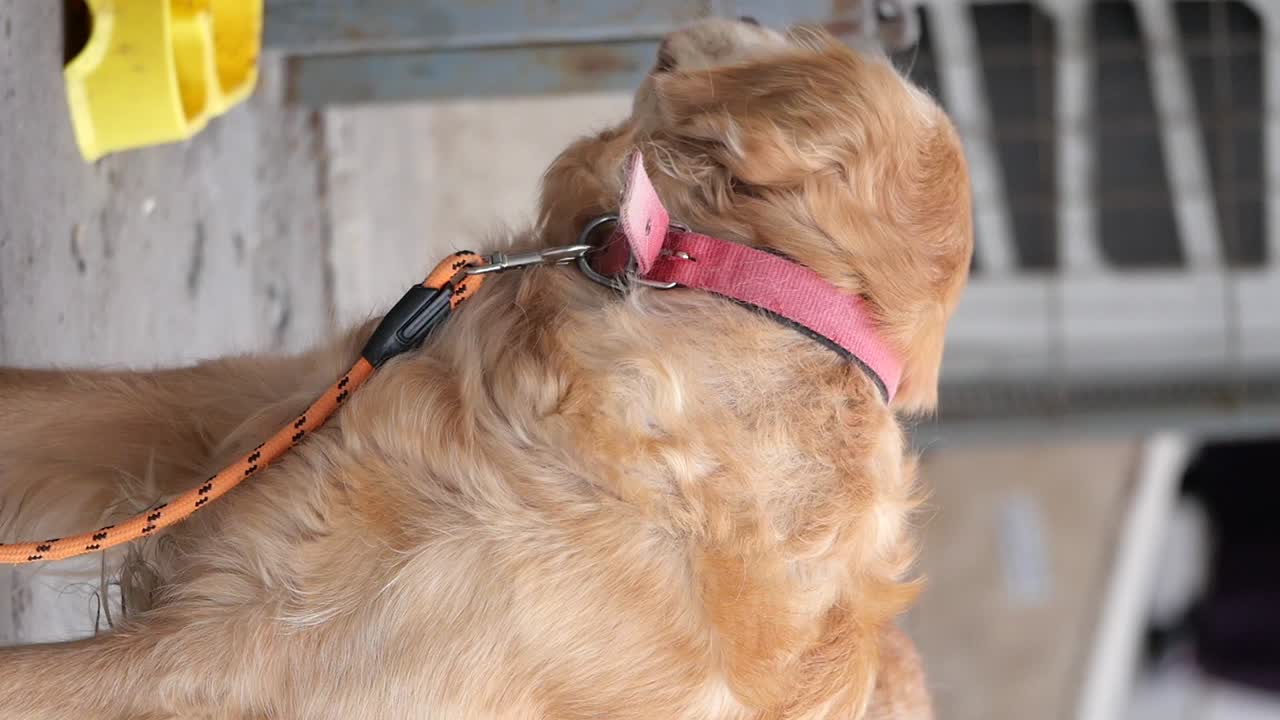 Golden Retriever on a Leash