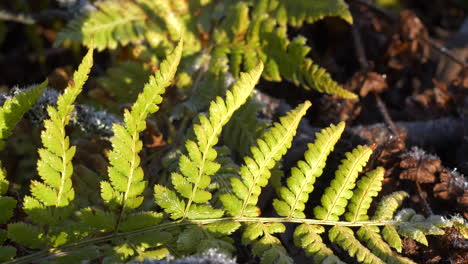 Slow-tracking-shot-of-frosted-fern-leaves-in-the-morning-sun