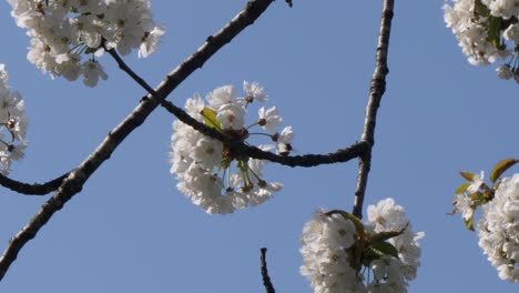 Low-angle-close-up-of-bee-collecting-honey-from-spring-flower-during-beautiful-day-with-blue-sky