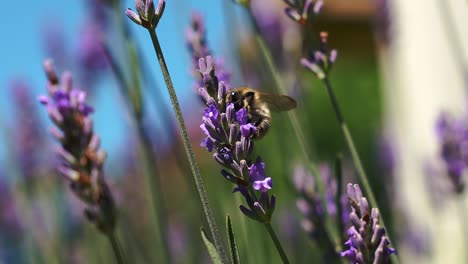 Honey-bumblebee-bee-flying-through-colorful-lavender-blossom-flowers-with-background-blur-bokeh