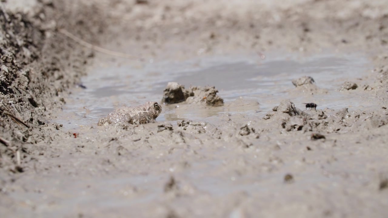 Frog Camouflaging in Mud Puddle in Colorado, Amphibians in Mud