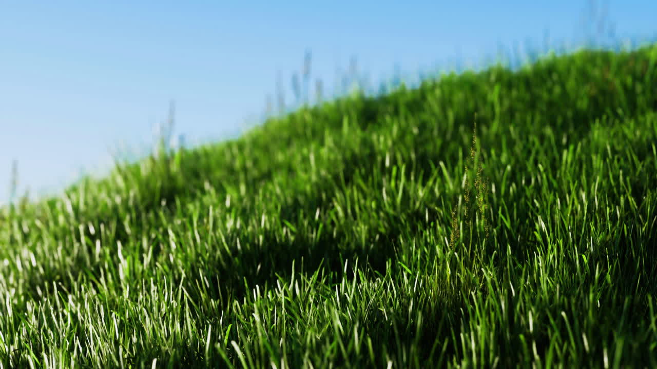 Lush green grass gently swaying under a bright blue sky in daytime