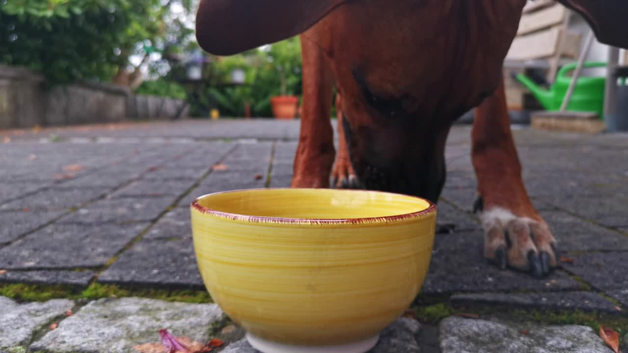 jovem rhodesian ridgeback comendo de uma tigela amarela