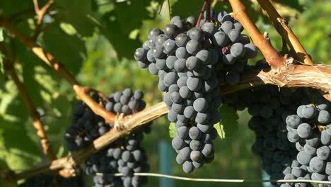 las uvas azules cuelgan de la vid