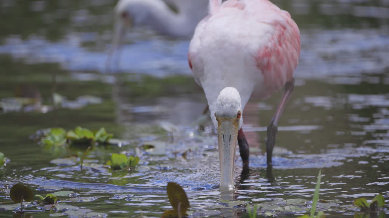A roseate spoonbill sweeps its spoon-shaped bill through shallow water, searching for food among floating vegetation