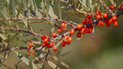 orange organic sea buckthorn berries growing on a tree close up with a shallow depth of field ready to harvest in slow-motion