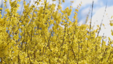 Forsythienstrauch-Weht-Langsam-Im-Wind