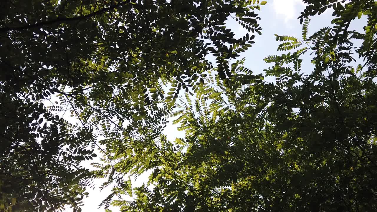 el viento que se abre paso a través de las hojas siempre crecientes de los árboles más altos del bosque