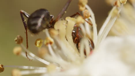 macro disparo de hormiga formica silvestre comiendo néctar de la flor