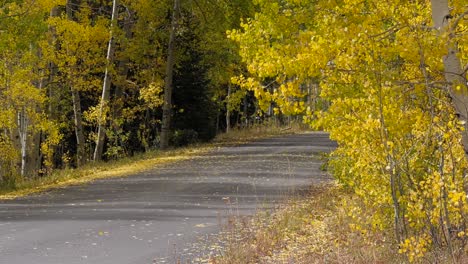 Golden-aspen-trees-blowing-in-a-breeze-in-slow-motion-during-fall-along-a-road