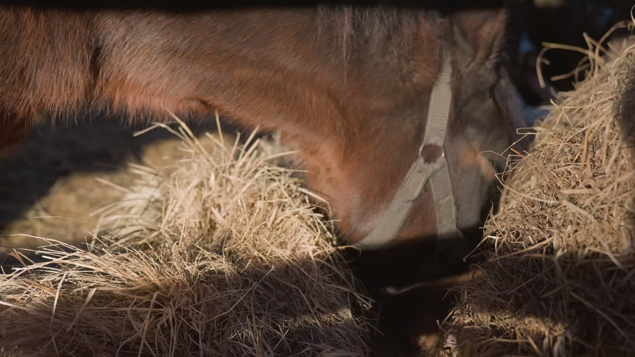 calm stall environment with grazing horse, peaceful morning depicting horse eating straw in stable setting, idyllic rural morning scene with horse peacefully nibbling straw in quiet barn