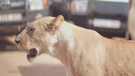 When-a-safari-guide-has-to-exit-his-jeep-to-fix-a-flat,-a-lioness-comes-to-inspect-this-unusual-activity