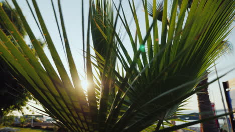 Sun-Rays-Beautifully-Shine-Through-The-Branches-Of-Several-Palms-Against-The-Blue-Sky-4k-Video