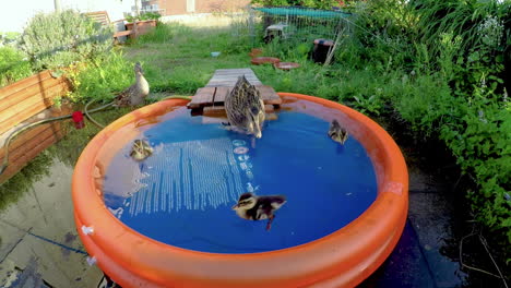 Tres-Patitos-Nadando-En-Una-Piscina-Inflable-De-Color-Naranja-Brillante-Hasta-Que-Un-Pato-Mayor-Salta,-Conduce-Salvajemente-Y-Empuja-A-Los-Patitos-Por-El-Borde-Y-Fuera-De-La-Piscina