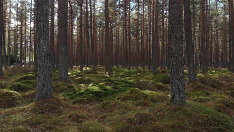 beautiful moss covered ground in the middle of the pine forest