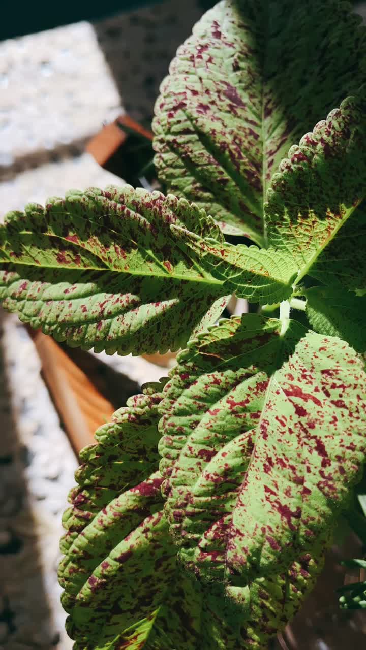 Colorful Plant with Spotted Leaves