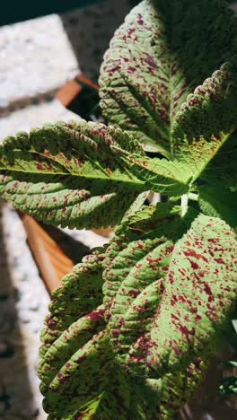 colorful plant with spotted leaves