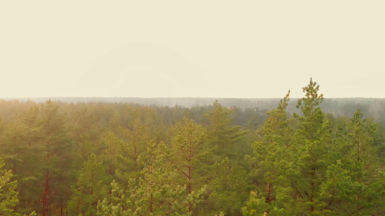 평화로운 처녀 소나무 숲, 안개가 자욱한 배경, 미국