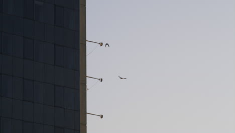 glass office building exterior at downtown drone shot. birds flying at clear sky